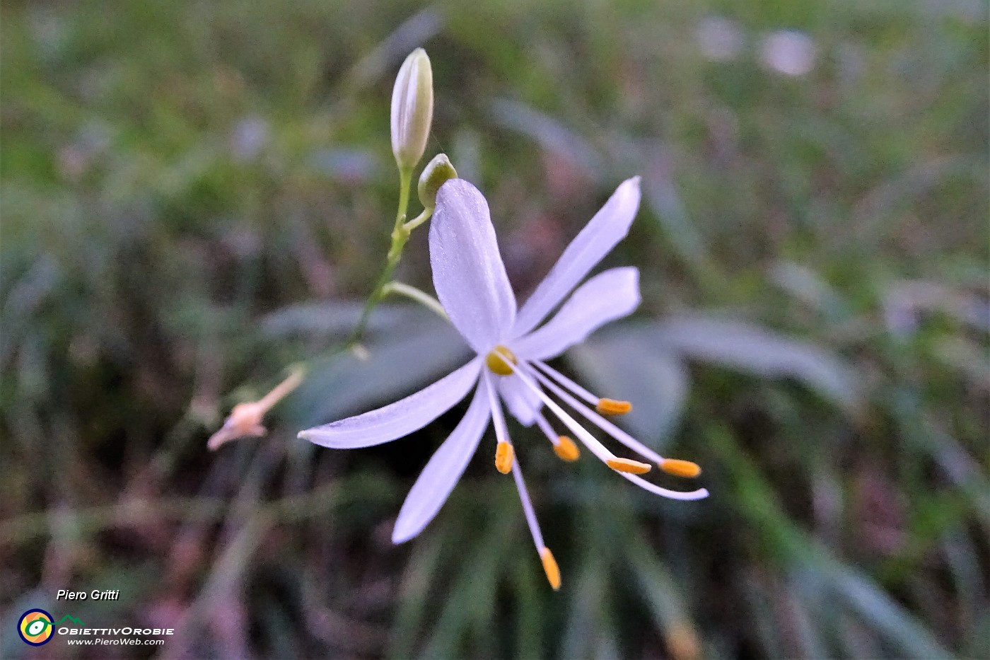 19 Bel sentiero nel bosco in lieve saliscendi, con fiori di stagione.JPG